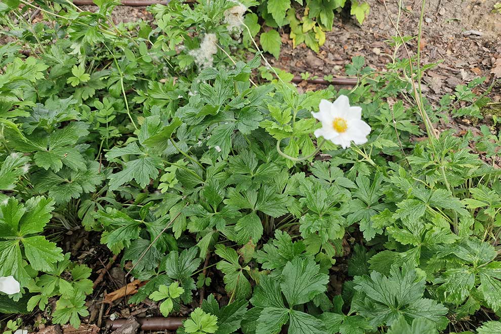 zawilec wielokwiatowy, zawilec leśny (Anemone sylvestris)