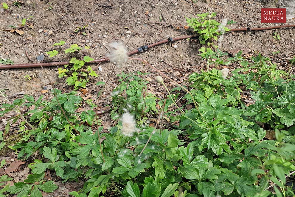 zawilec wielokwiatowy, zawilec leśny (Anemone sylvestris)