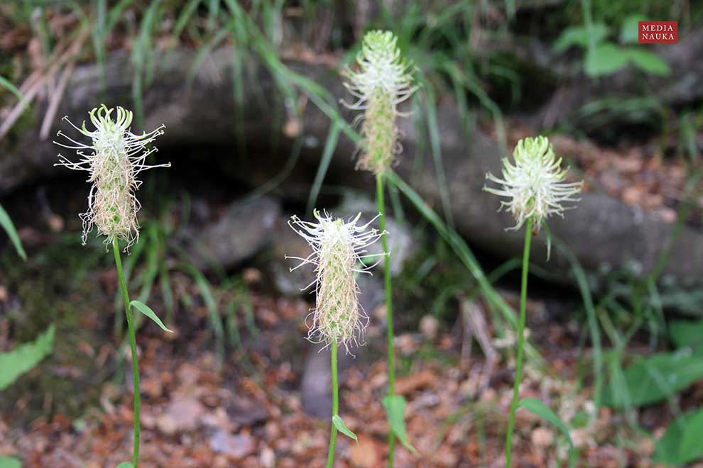 zerwa kłosowa (Phyteuma spicatum)