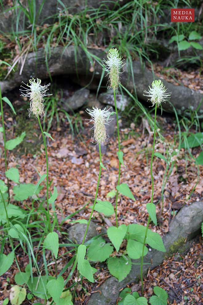 zerwa kłosowa (Phyteuma spicatum)