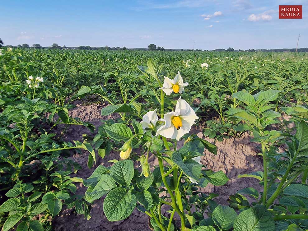 ziemniak, kartofel (Solanum tuberosum)