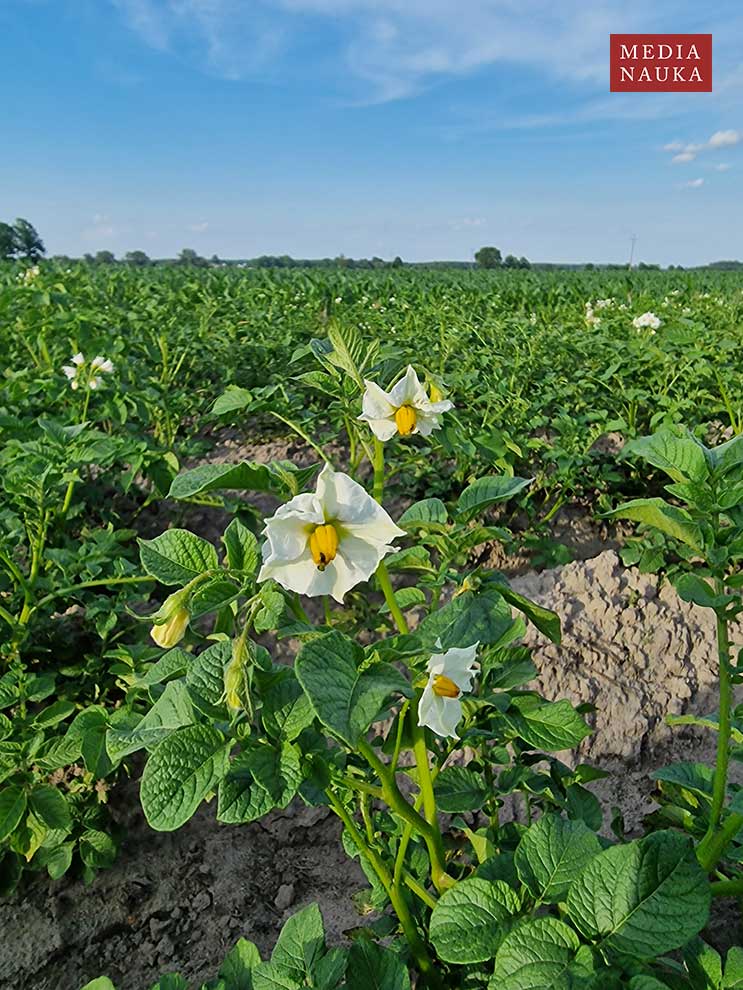 ziemniak, kartofel (Solanum tuberosum)