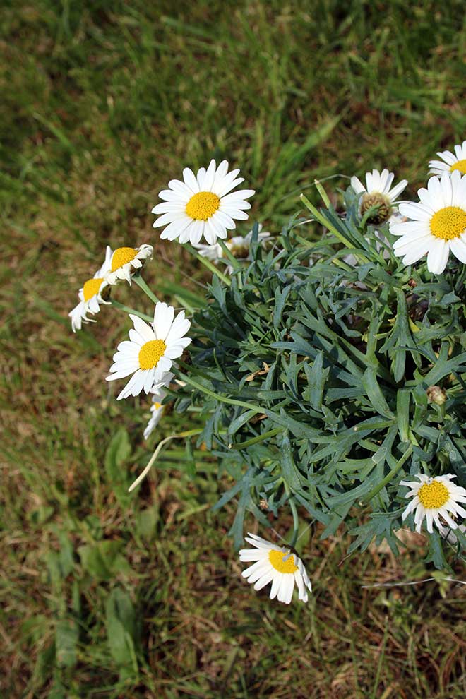 złocień krzewiasty (Argyranthemum frutescens)