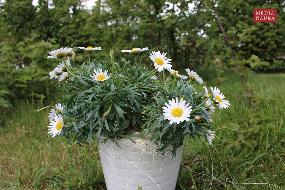 złocień krzewiasty (Argyranthemum frutescens)