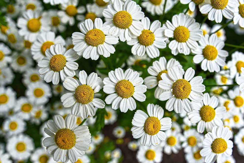 wrotycz maruna, złocień maruna (Tanacetum parthenium)