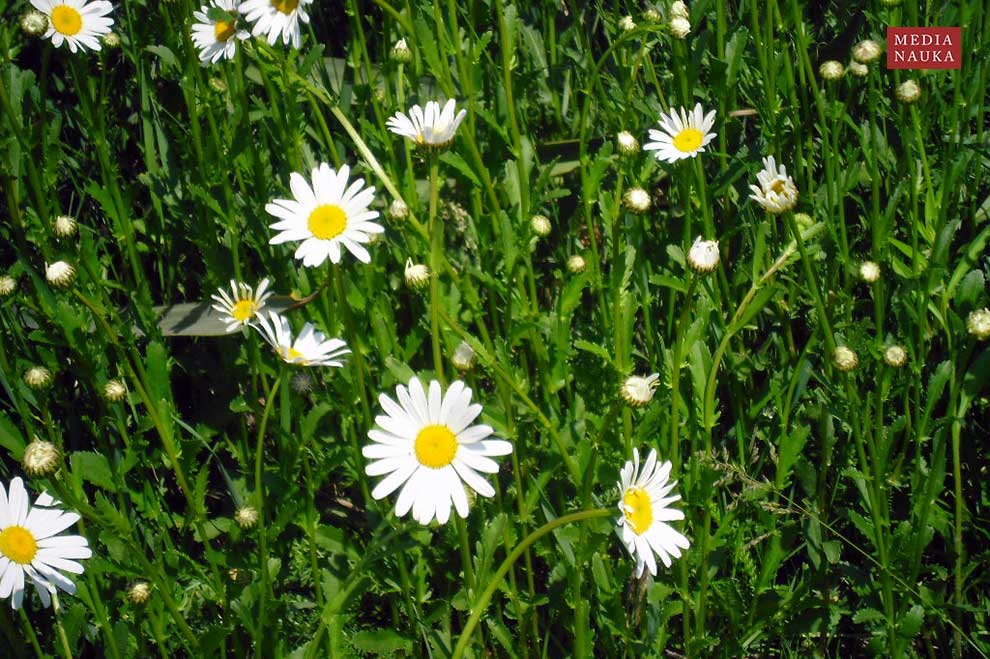 jastrun zwyczajny, jastrun zapoznany, złocień właściwy (Leucanthemum ircutianum)