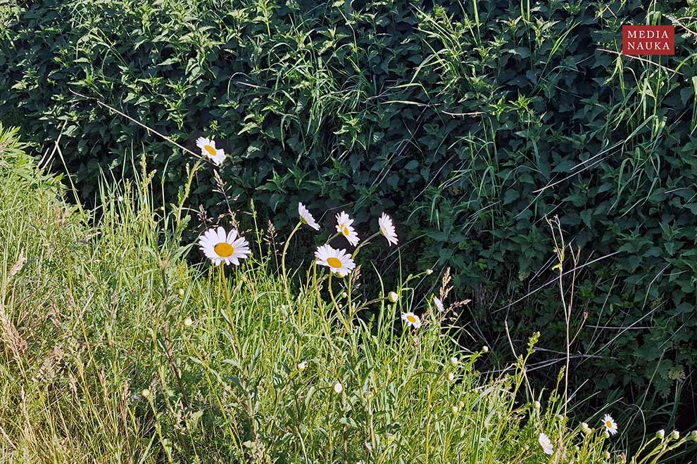 jastrun zwyczajny, jastrun zapoznany, złocień właściwy (Leucanthemum ircutianum)