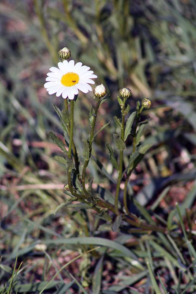 jastrun zwyczajny, jastrun zapoznany, złocień właściwy (Leucanthemum ircutianum)