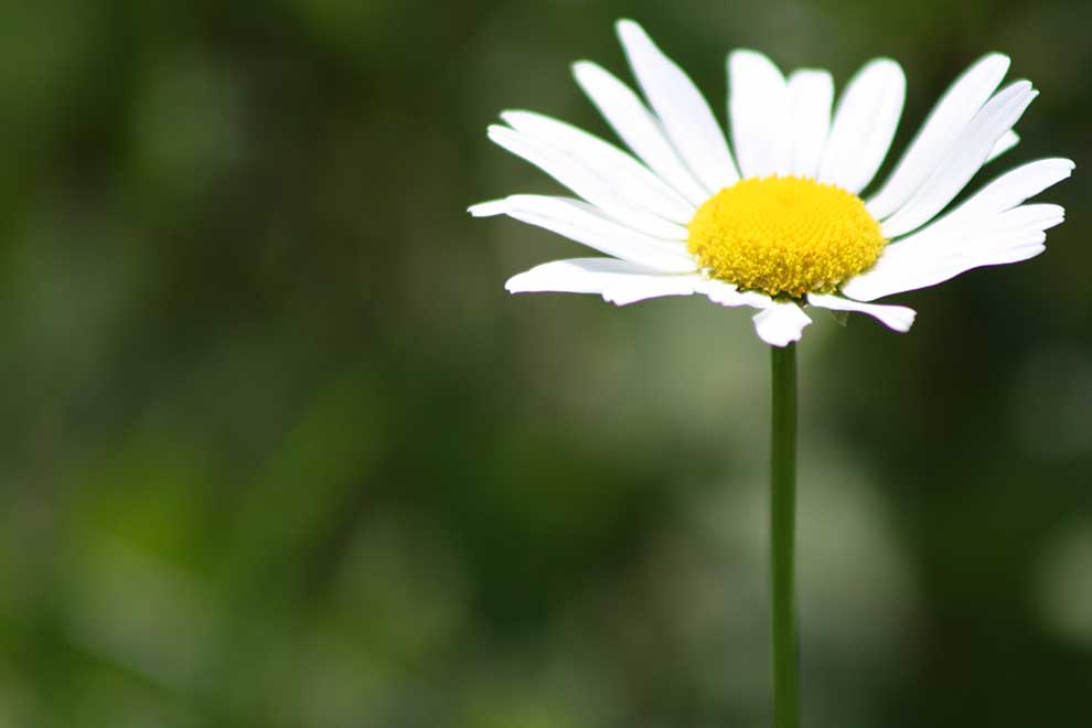 jastrun zwyczajny, jastrun zapoznany, złocień właściwy (Leucanthemum ircutianum)