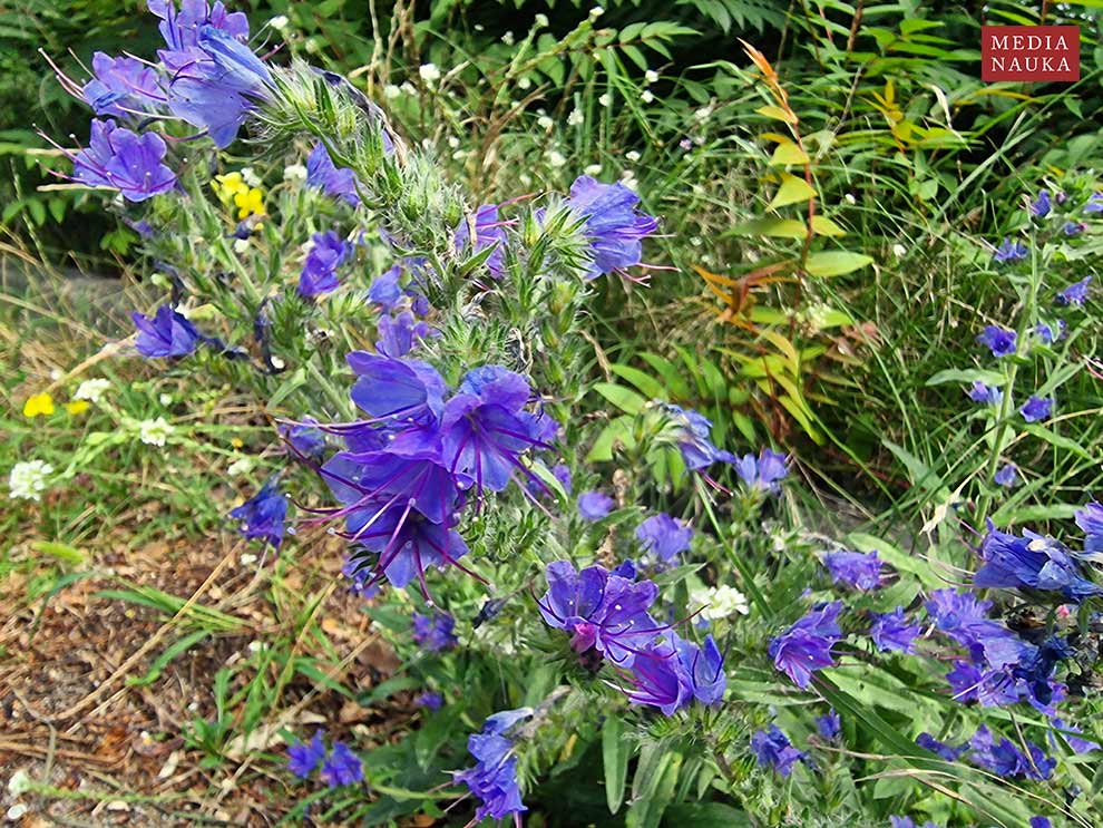 żmijowiec zwyczajny (Echium vulgare)