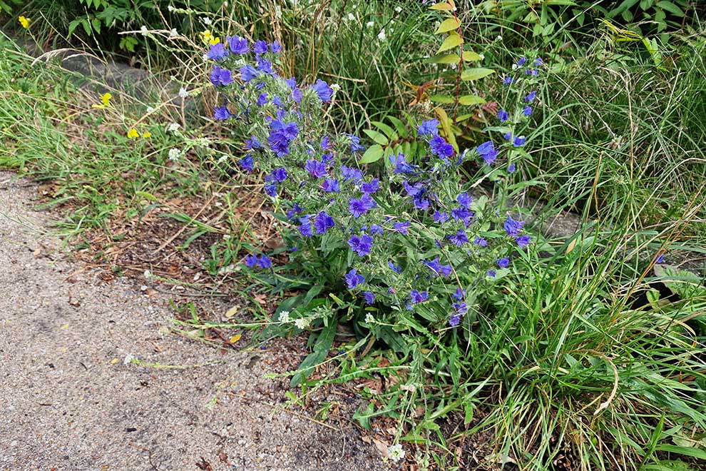 żmijowiec zwyczajny (Echium vulgare)