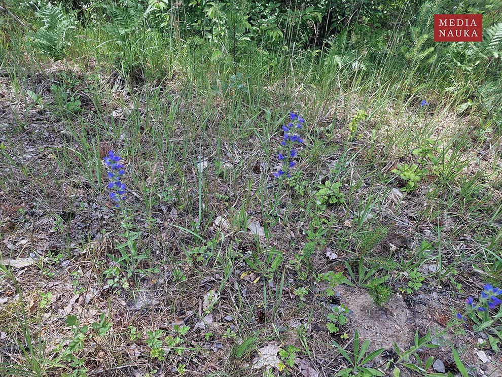 żmijowiec zwyczajny (Echium vulgare)