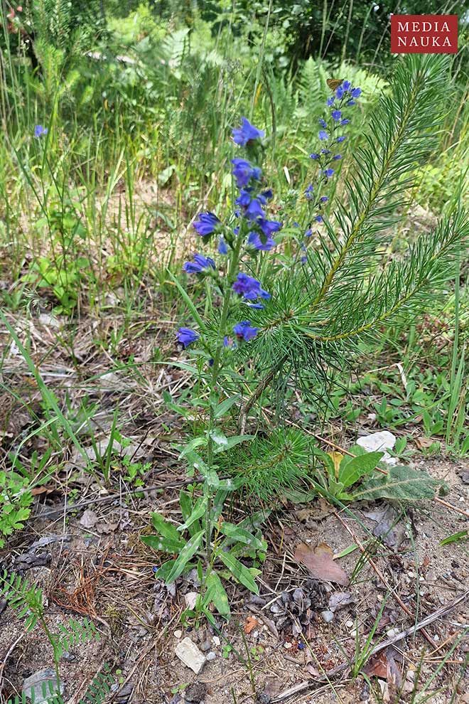 żmijowiec zwyczajny (Echium vulgare)