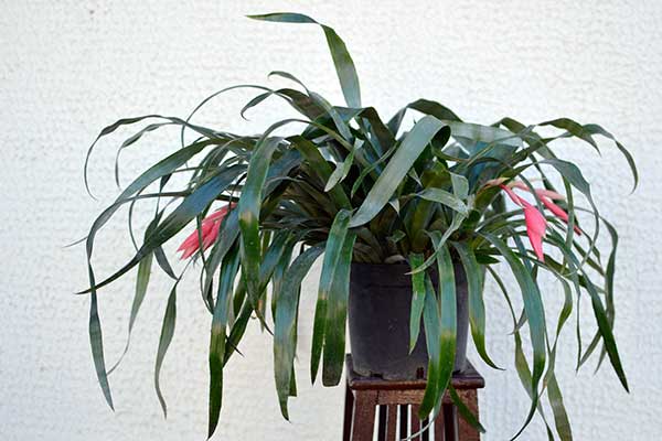 Bilbergia zwisła (Billbergia nutans)