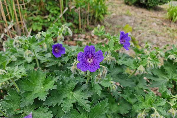 Bodziszek wspaniały (Geranium × magnificum)