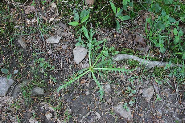 Brodawnik jesienny (Leontodon autumnalis)