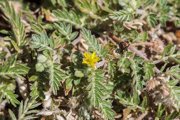 Buzdyganek naziemny (Tribulus terrestris)