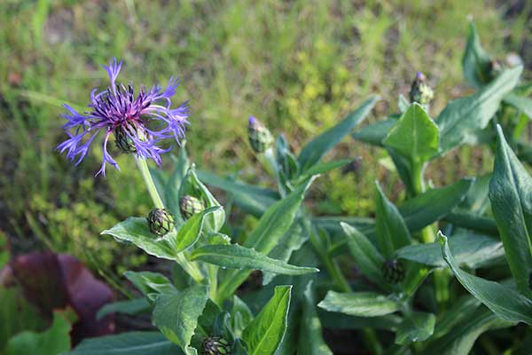 Chaber górski (Centaurea montana)