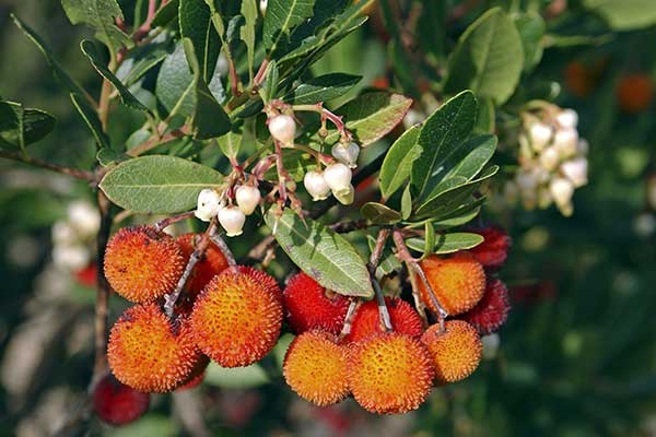 Chruścina jagodna (Arbutus unedo)