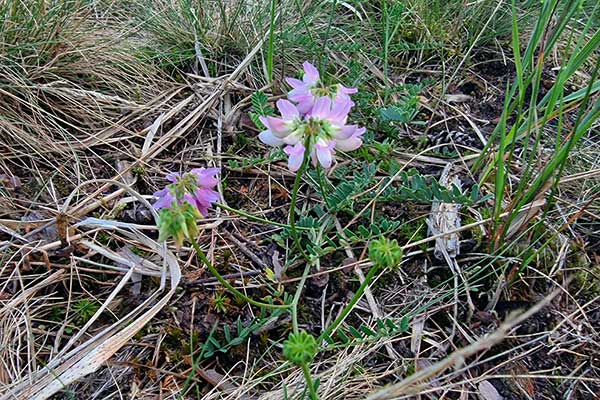 Cieciorka pstra, ciecioreczka (Coronilla varia)