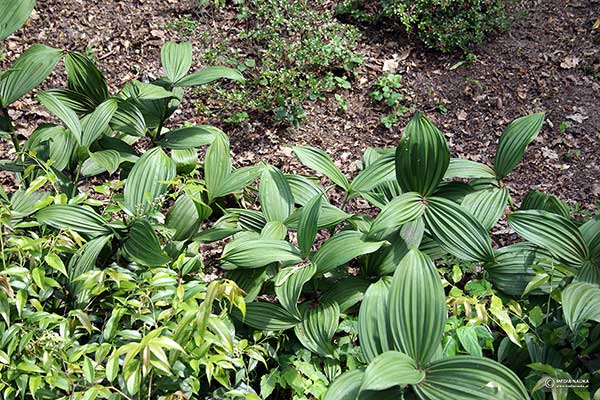 Ciemiężyca zielona, ciemierzyca zielona (Veratrum lobelianum)