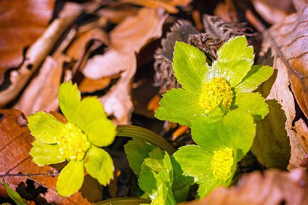 Cieszynianka wiosenna (Hacquetia epipactis)