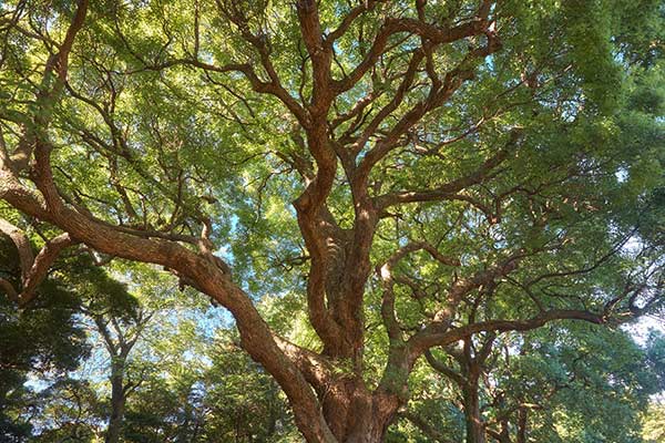 Cynamonowiec kamforowy (Cinnamomum camphora)