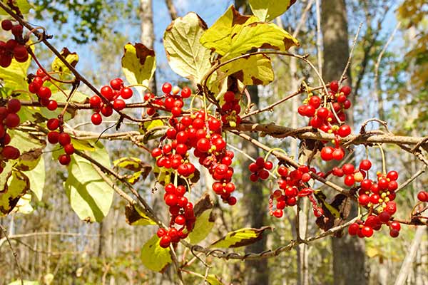 Cytryniec chiński (Schisandra chinensis)