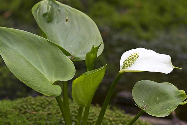 Czermień błotna (Calla palustris)