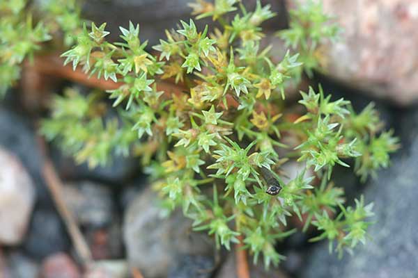 Czerwiec roczny (Scleranthus annuus)
