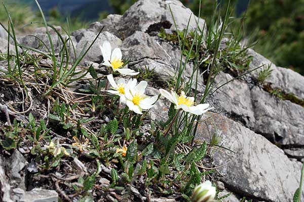 Dębik ośmiopłatkowy (Dryas octopetala)