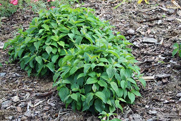 Dereń rozłogowy (Cornus sericea)