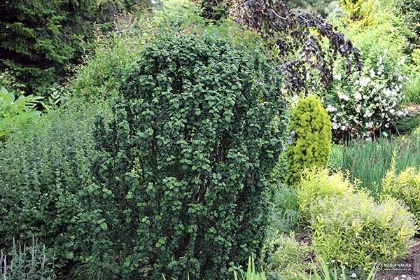 Dereń świdwa (Cornus sanguinea)