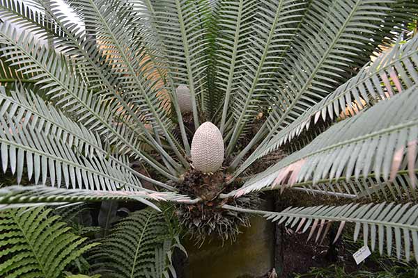 Dion jadalny, dioon jadalny (Dioon edule)