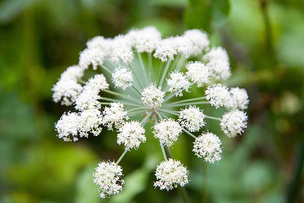 Dzięgiel leśny (Angelica sylvestris)