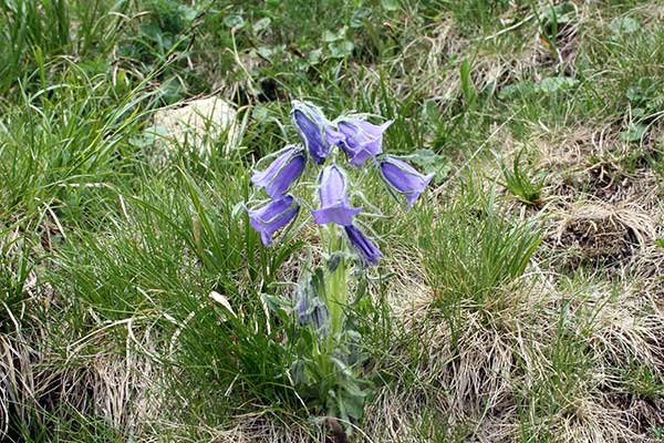 Dzwonek alpejski (Campanula alpina)