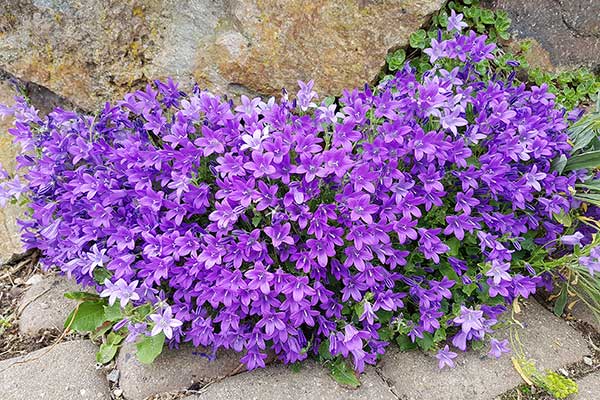 Dzwonek dalmatyński (Campanula portenschlagiana)