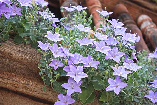 Dzwonek równolistny (Campanula isophylla)