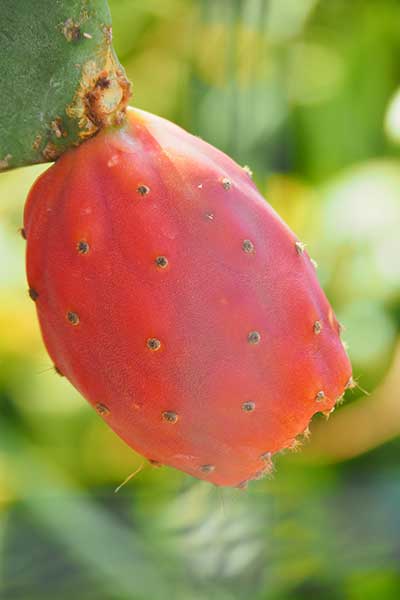 Figa indyjska,  figa kaktusowa (Opuntia ficus-indica)