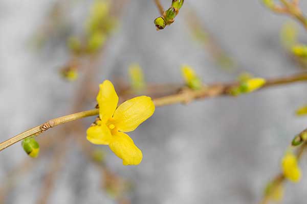 Forsycja pośrednia (Forsythia ×intermedia)