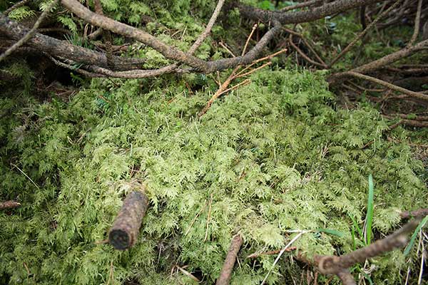 Gajnik lśniący (Hylocomium splendens)