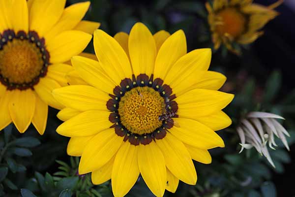 Gazania lśniąca (Gazania thermalis)