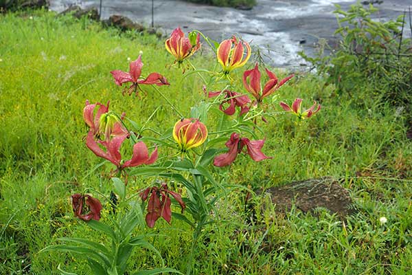 Glorioza wspaniała (Gloriosa superba)