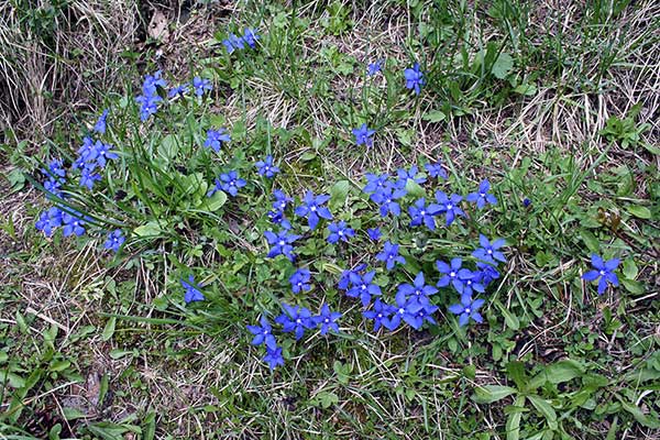 Goryczka wiosenna (Gentiana verna)