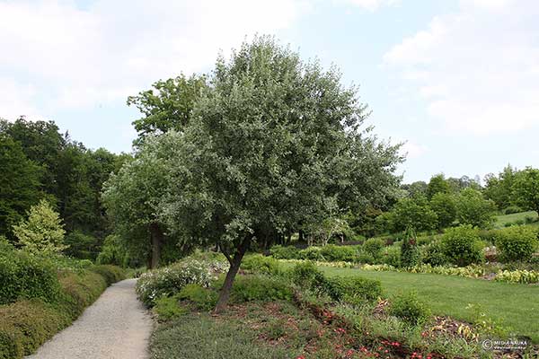 Grusza śnieżna (Pyrus nivalis)