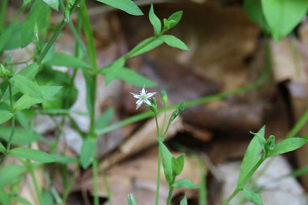 Gwiazdnica bagienna (Stellaria uliginosa)