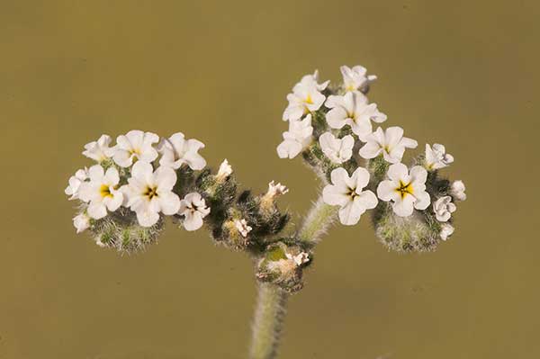 Heliotrop europejski (Heliotropium europaeum)