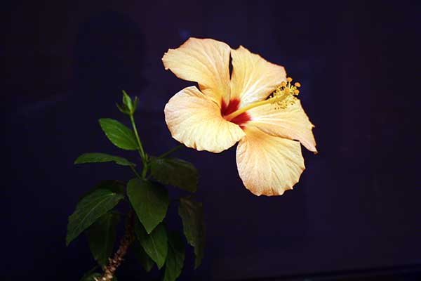 Hibiskus, ketmia