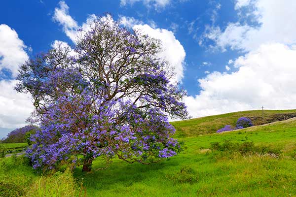 Jakaranda mimozolistna (Jacaranda mimosifolia)