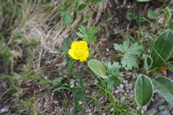 Jaskier skalny (Ranunculus oreophilus)